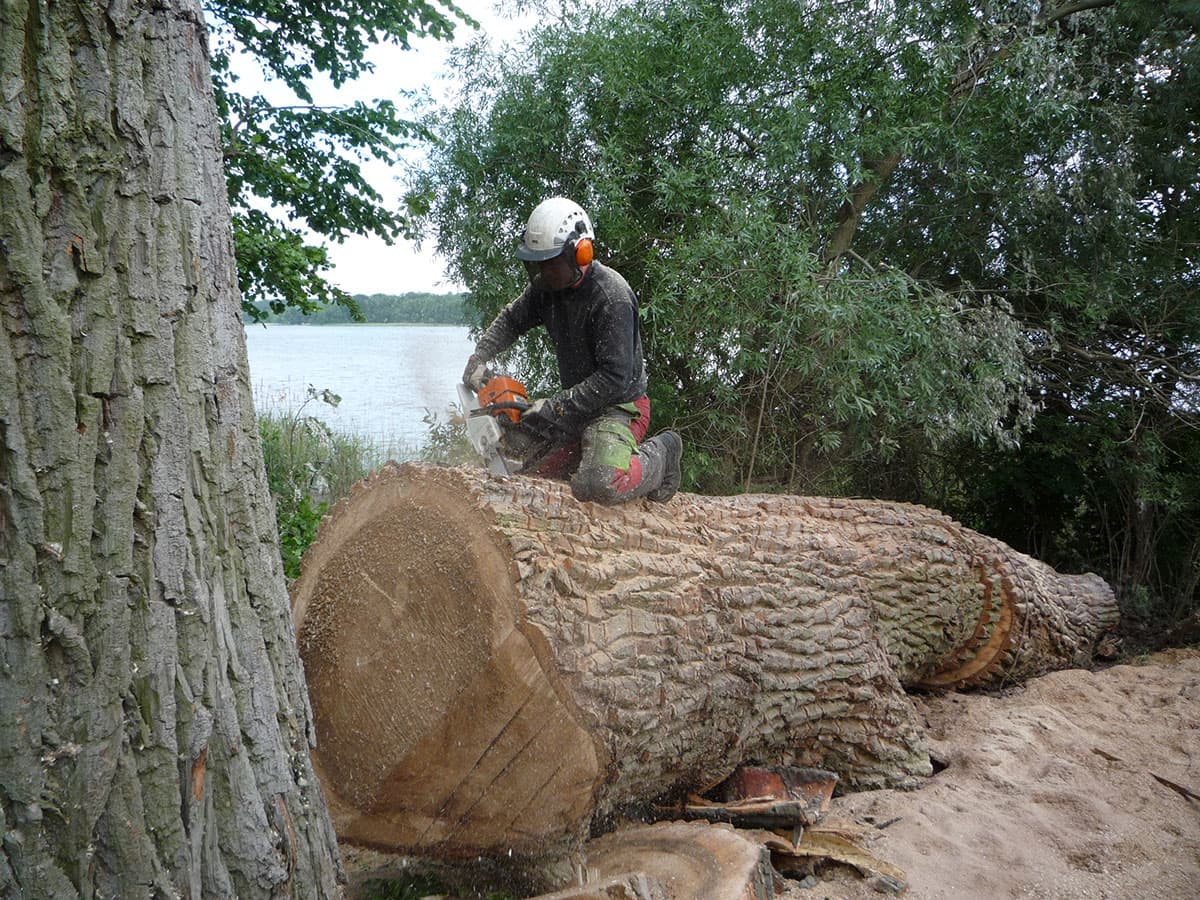 Holzwurm
